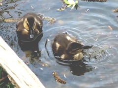 Anas platyrhynchos platyrhynchos