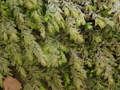 Plagiothecium nemorale