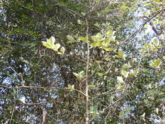 Karpatiosorbus latifolia