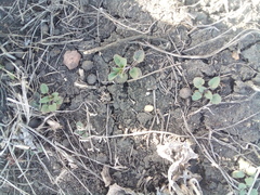 Dracocephalum thymiflorum