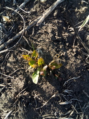 Convolvulus arvensis
