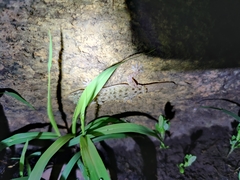 Hemidactylus parvimaculatus