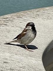 Passer domesticus