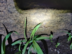 Hemidactylus parvimaculatus