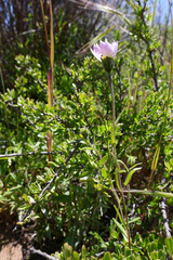 Layia erubescens