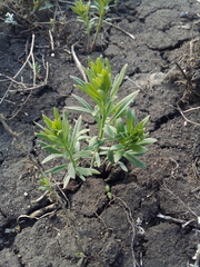 Linaria vulgaris