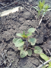 Dracocephalum thymiflorum