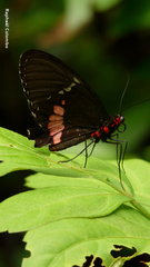 Parides panares
