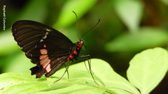 Parides panares