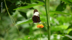 Heliconius cydno