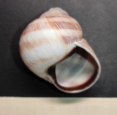 Helix schlaeflii
