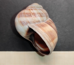 Helix schlaeflii