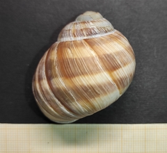 Helix schlaeflii