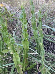 Baccharis jocheniana