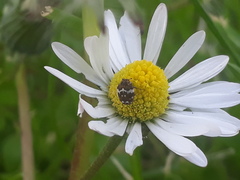 Anthrenus pimpinellae