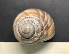 Helix schlaeflii