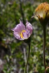 Layia erubescens