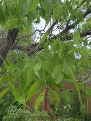 Celtis occidentalis