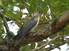 Cuculus gularis