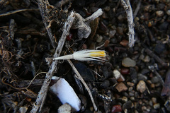 Layia erubescens