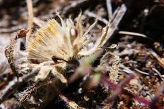 Layia erubescens