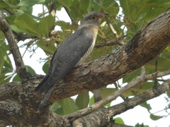 Cuculus gularis