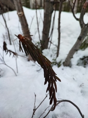 Rhododendron tomentosum