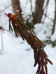 Rhododendron tomentosum