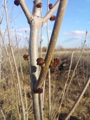 Fraxinus pennsylvanica