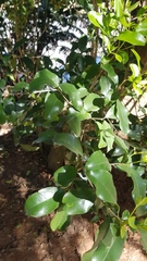 Olea woodiana