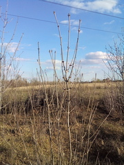 Fraxinus pennsylvanica