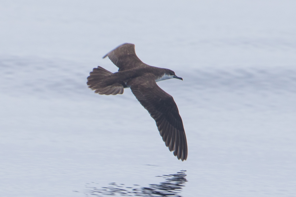 Audubon's Shearwater