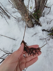 Rhododendron tomentosum