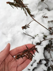 Rhododendron tomentosum