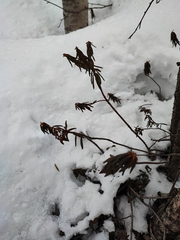 Rhododendron tomentosum