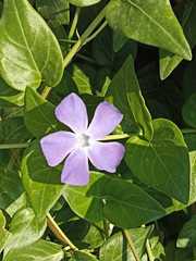 Vinca major