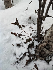 Rhododendron tomentosum