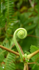 Gleichenella
