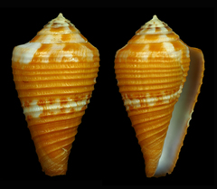 Conus capitaneus