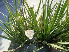 Dietes