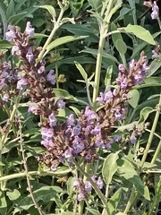 Salvia