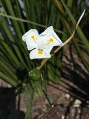Dietes