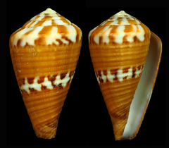 Conus capitaneus