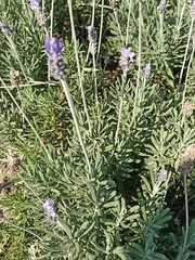Lavandula