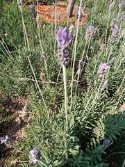 Lavandula