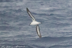 Pterodroma hasitata