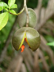 Tabernaemontana donnell-smithii