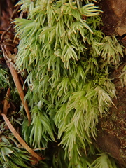 Leucobryum juniperoideum