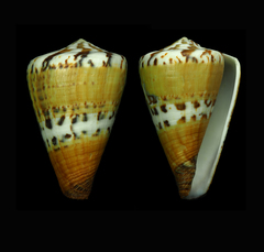 Conus capitaneus