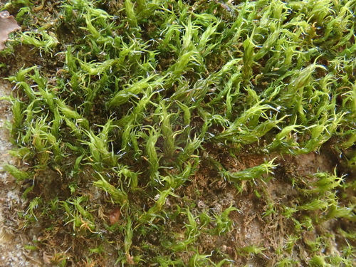 Image of Grimmia hartmanii by (c) Christian Berg, some rights reserved (CC BY)
